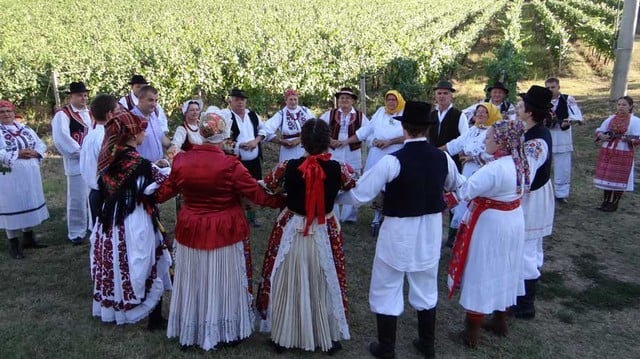 Stupnička berba grožđa