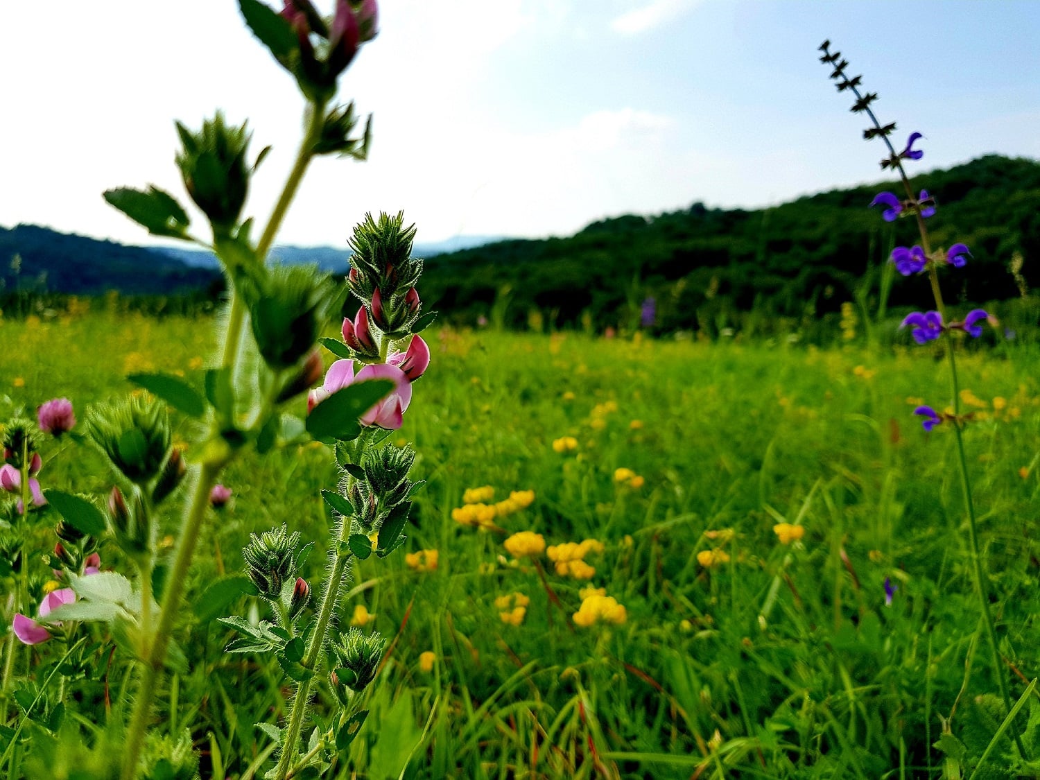 Putevima pračovjeka