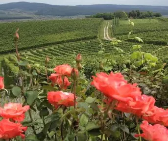Cesta ruža  vina